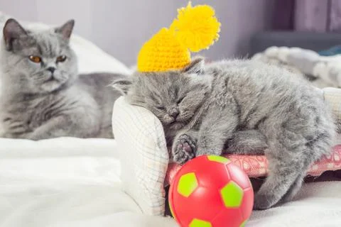 Kitten plays with a ball Stock Photos