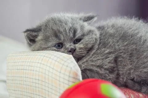 Kitten plays with a ball Foto stock