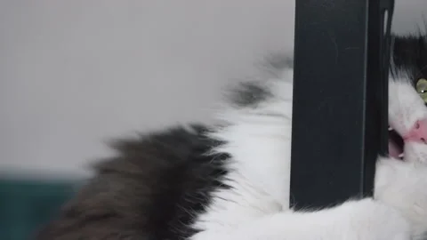 Kitten plays with a belt hanging from the table Stock Footage 232632844