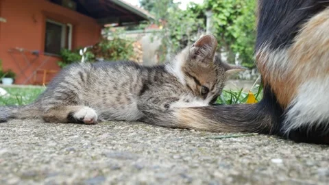 Kitten Plays with Cat Tail Stock Footage 135527445