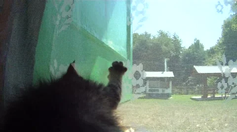 Kitten plays with curtain Stock Footage 54308184