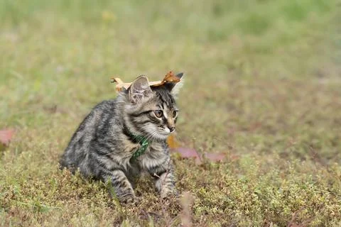 A kitten plays with a dry leaf.A portrait of a funny little kitten in a harne Stock Photos