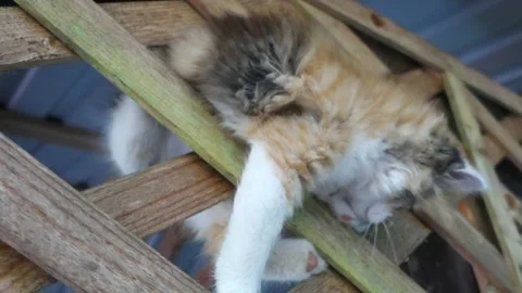 The kitten plays on the fence. Stock Footage 156949339