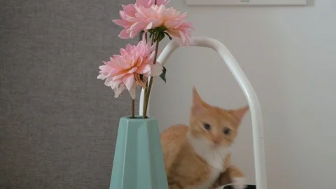 Kitten plays with a flower Stock Footage 127352316
