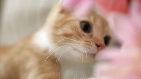 Kitten plays with a flower in a peanut Stock Footage 127352253