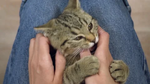 Kitten plays Stock Footage 176884895