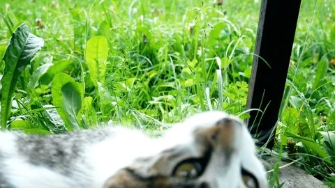 Kitten plays in front of the camera Video stock 94656796