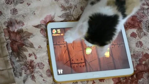 Gato brinca com Fruit Ninja no iPad