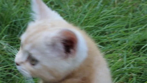 Kitten plays in the grass Stock Footage 119871352