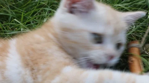 Kitten plays in the grass Stock Footage 119871362