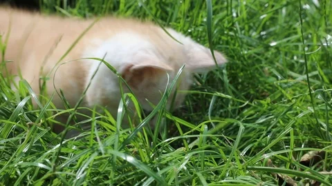 Kitten plays in the grass Stock Footage 119871384