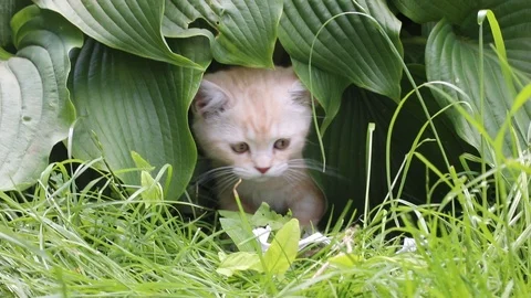 Kitten plays in the grass Stock Footage 119871402