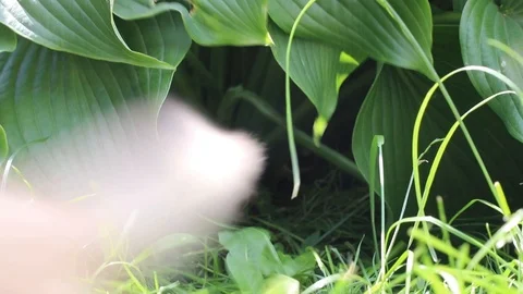 Kitten plays in the grass Stock Footage 119871427