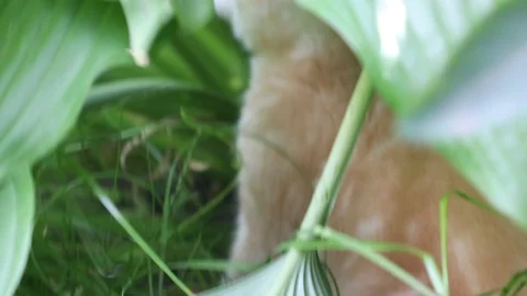 Kitten plays in the grass Stock Footage 119871441