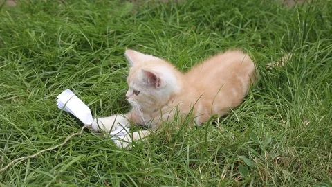 Kitten plays in the grass Stock Footage 119871465