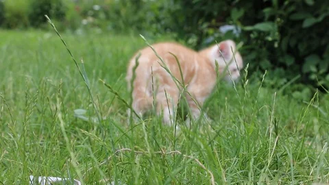 Kitten plays in the grass Stock Footage 119871473
