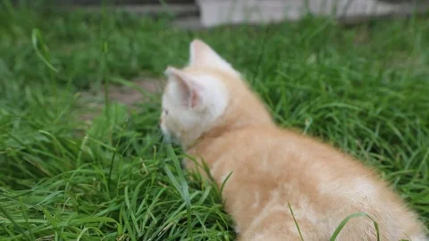 Kitten plays in the grass Stock Footage 119871480