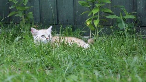 Kitten plays in the grass Stock Footage 119871503