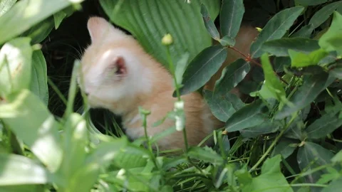 Kitten plays in the grass Stock Footage 119871512