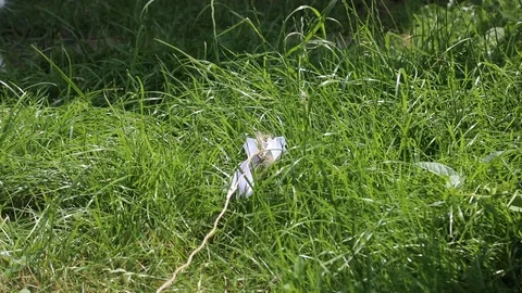 Kitten plays in the grass Stock Footage 119871535