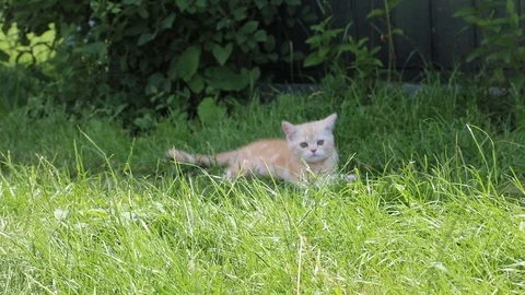Kitten plays in the grass Stock Footage 119871546