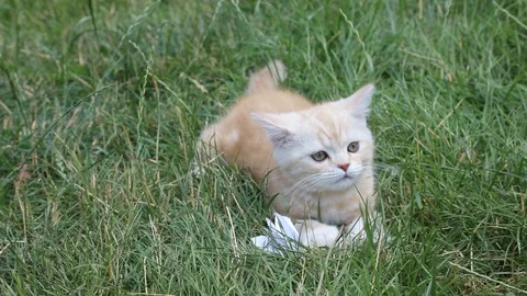 Kitten plays in the grass Stock Footage 119871562
