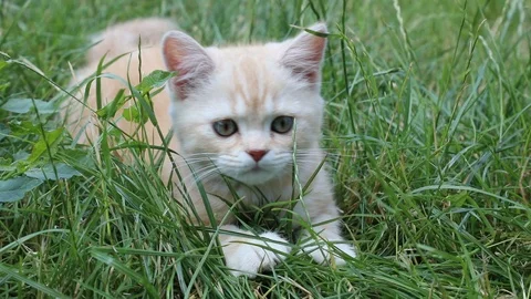 Kitten plays in the grass Stock Footage 119871581