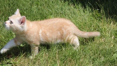 Kitten plays in the grass Stock Footage 119871600