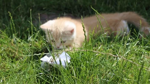 Kitten plays in the grass Stock Footage 119871628
