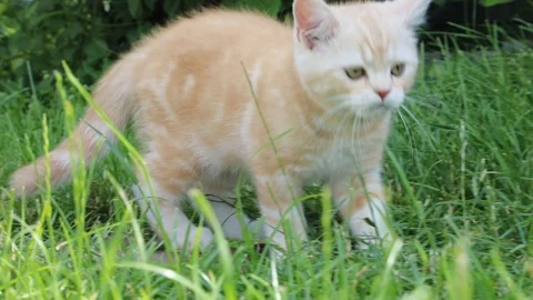 Kitten plays in the grass Stock Footage 119871644