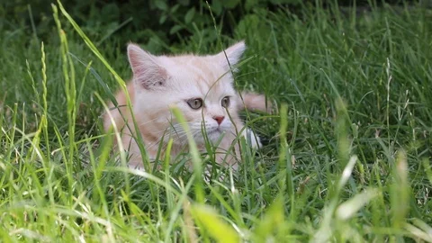 Kitten plays in the grass Stock Footage 119871655