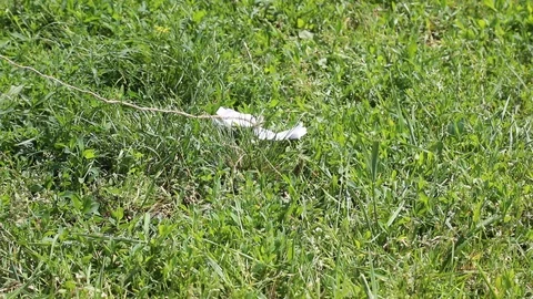 Kitten plays in the grass Stock Footage 119871669