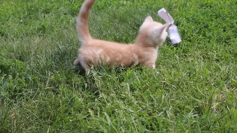 Kitten plays in the grass Stock Footage 119871676