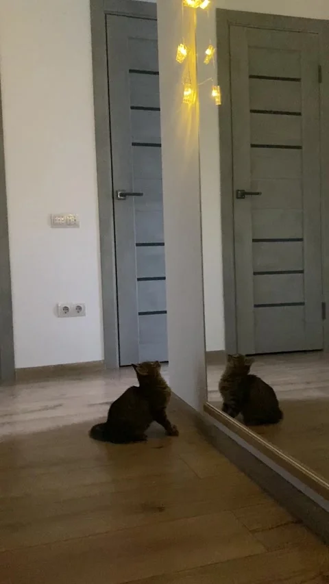 Kitten plays with mirror 스톡 동영상 225050171