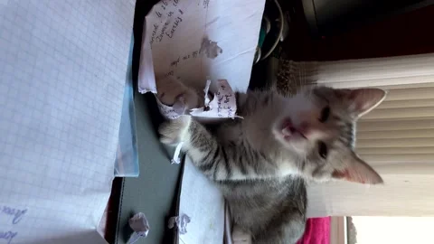A kitten plays with paper from a notebook lying on a table near the window Stock Footage 250553195
