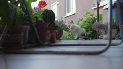A Kitten Plays With A Plant Stock Footage 219865269