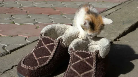Kitten plays with shoes Video stock 140203911