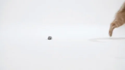 Kitten plays in studio in slow motion Stock Footage 77013186