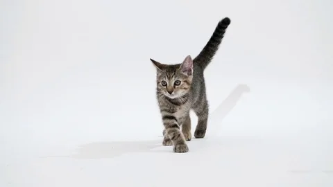 Kitten plays in studio in slow motion 스톡 동영상 77013195