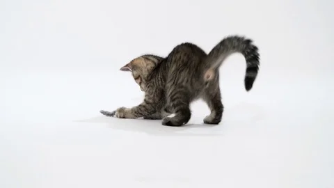 Kitten plays in studio in slow motion Vídeo Stock 77013266