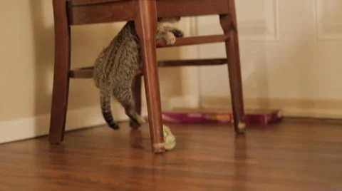 Kitten plays with toy Stock Footage 34350409
