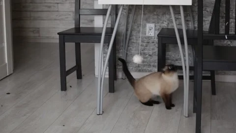 Kitten plays with a toy mouse in the kitchen 動画素材 175149957