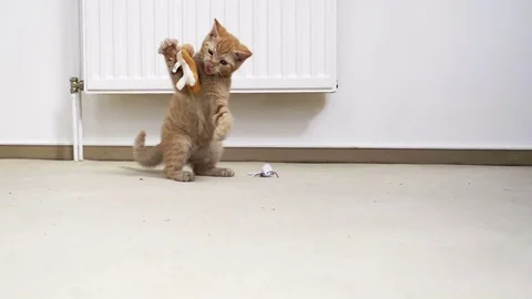 Kitten plays with toy in slow motion 스톡 동영상 77306372