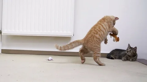 Kitten plays with toy in slow motion 스톡 동영상 77307553