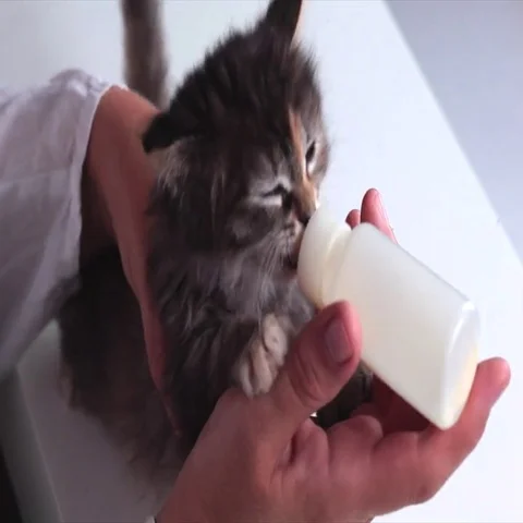 Kitten With Pleasure Eats a Milk Stock Footage 69448200