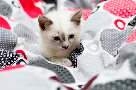 Kitten pleated beds Stock Photos