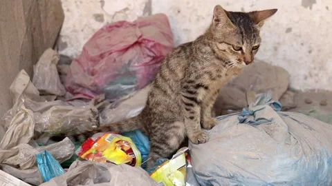 Kitten poop Stock Footage 150716484