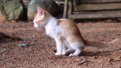 A kitten pooping outside. Cat defecating outdoors. Video stock 280921093