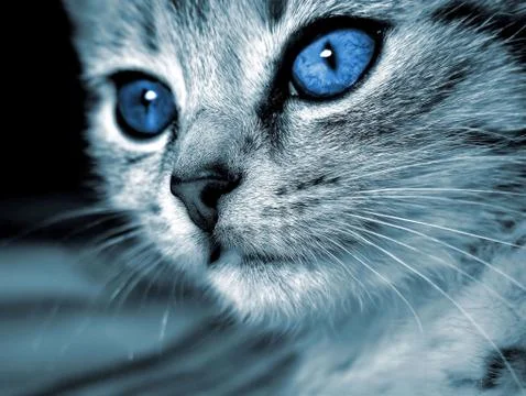 Kitten portrait Stock Photos