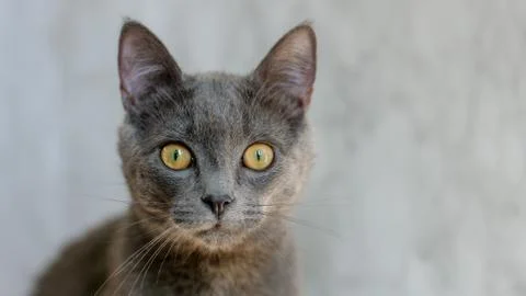 Kitten portrait Stock Photos